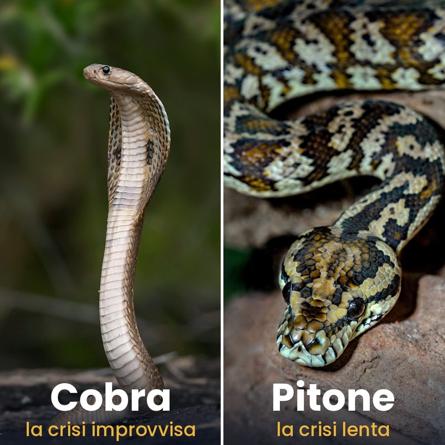 Il Cobra, la crisi improvvisa, e il Pitone, la crisi lenta